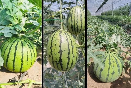 哈尔滨吃瓜详情